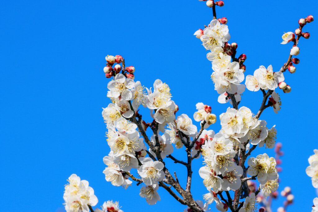 3月営業日のお知らせ